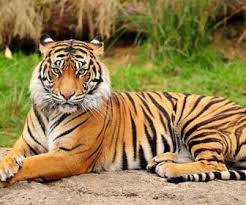 TIGRE